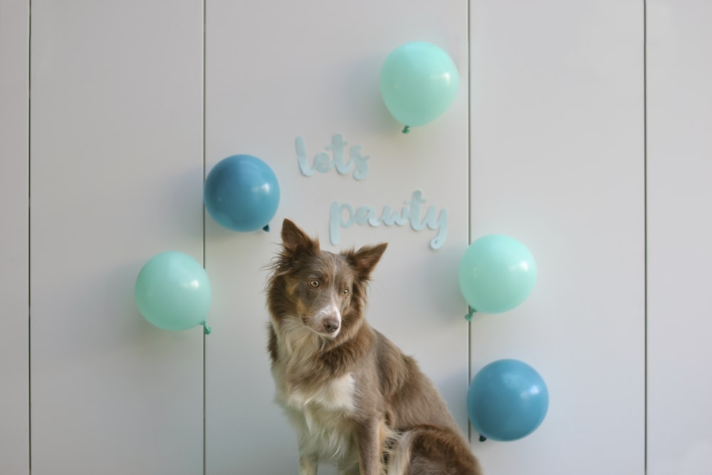 brown and white long coated dog lying on blue balloons