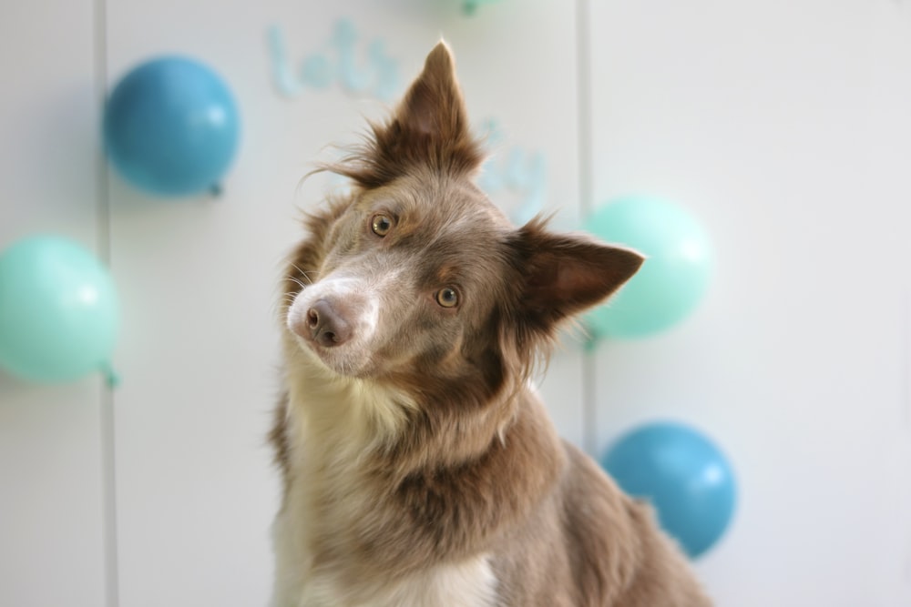 brown and white border collie mix