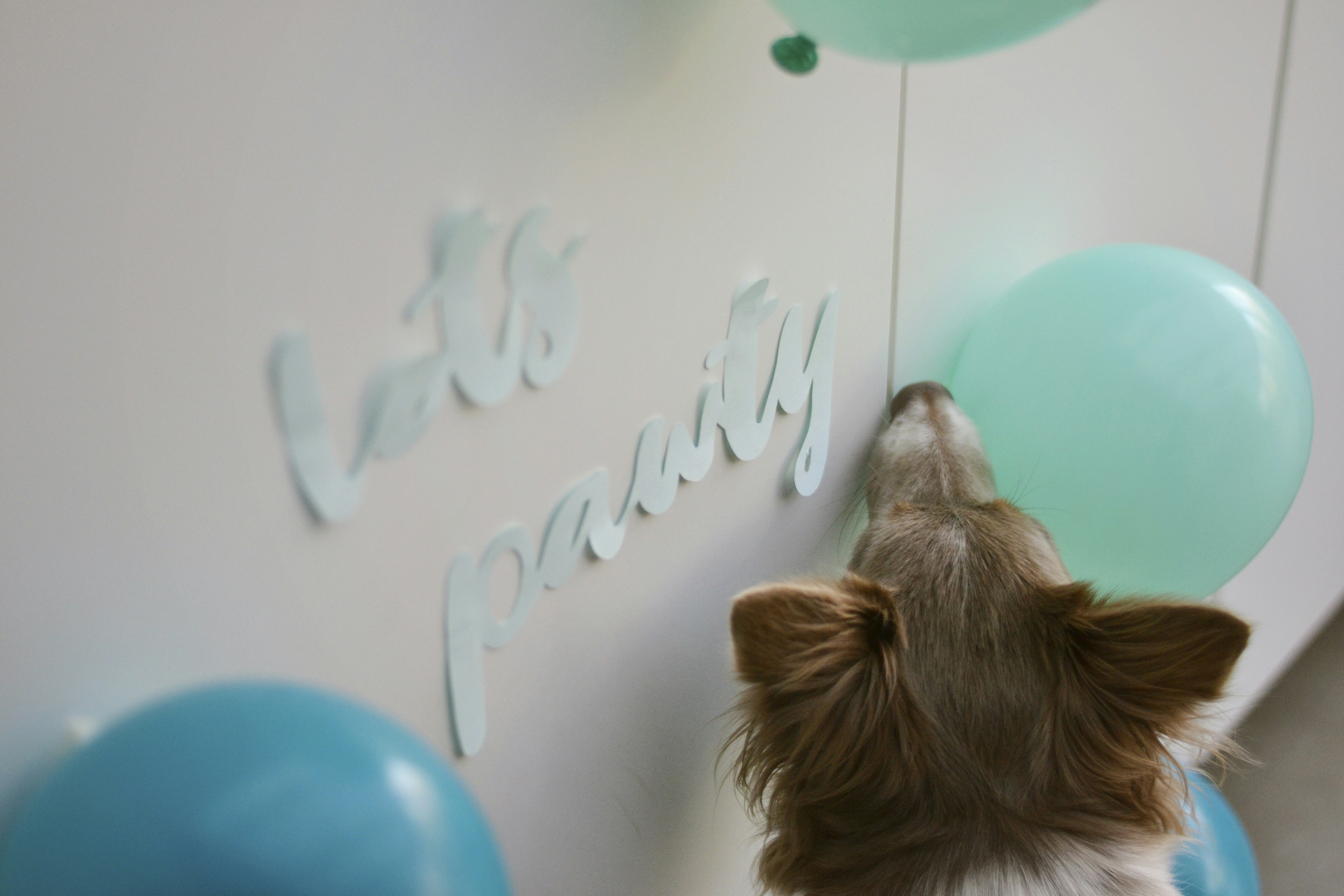 brown long coated small dog lying on blue ball