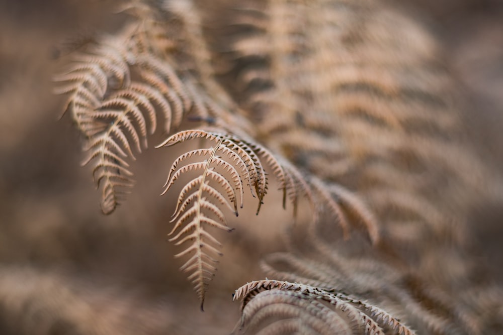 brown wheat in close up photography