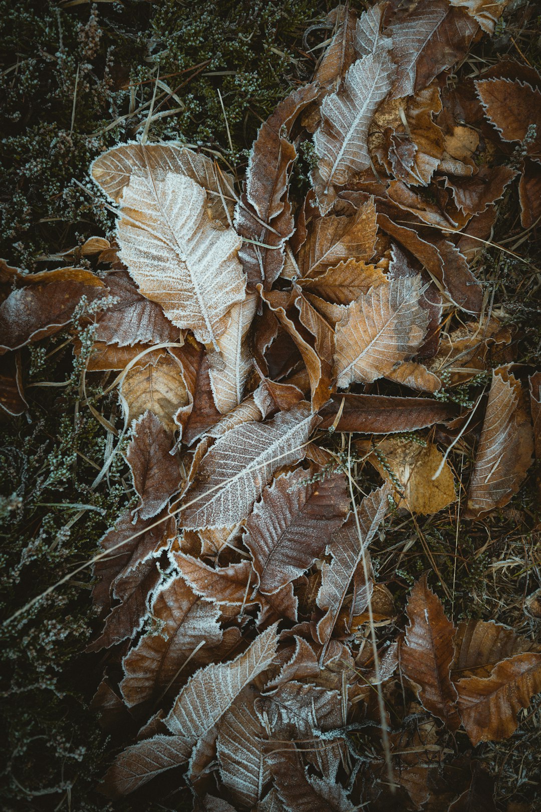 brown dried leaves on ground