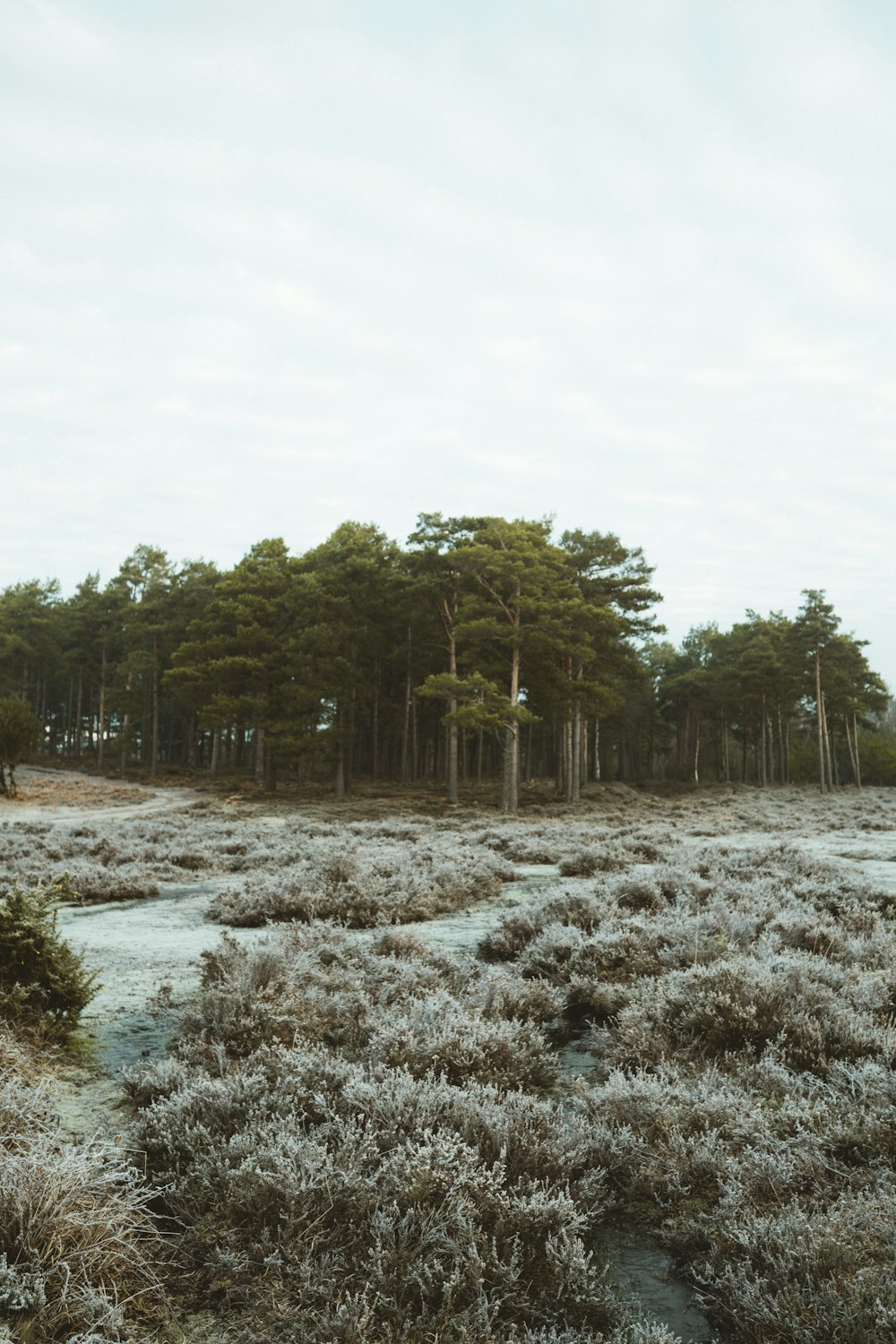 green trees on white snow covered ground during daytime