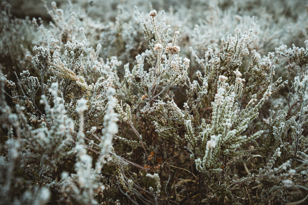 fleurs blanches sur herbe brune