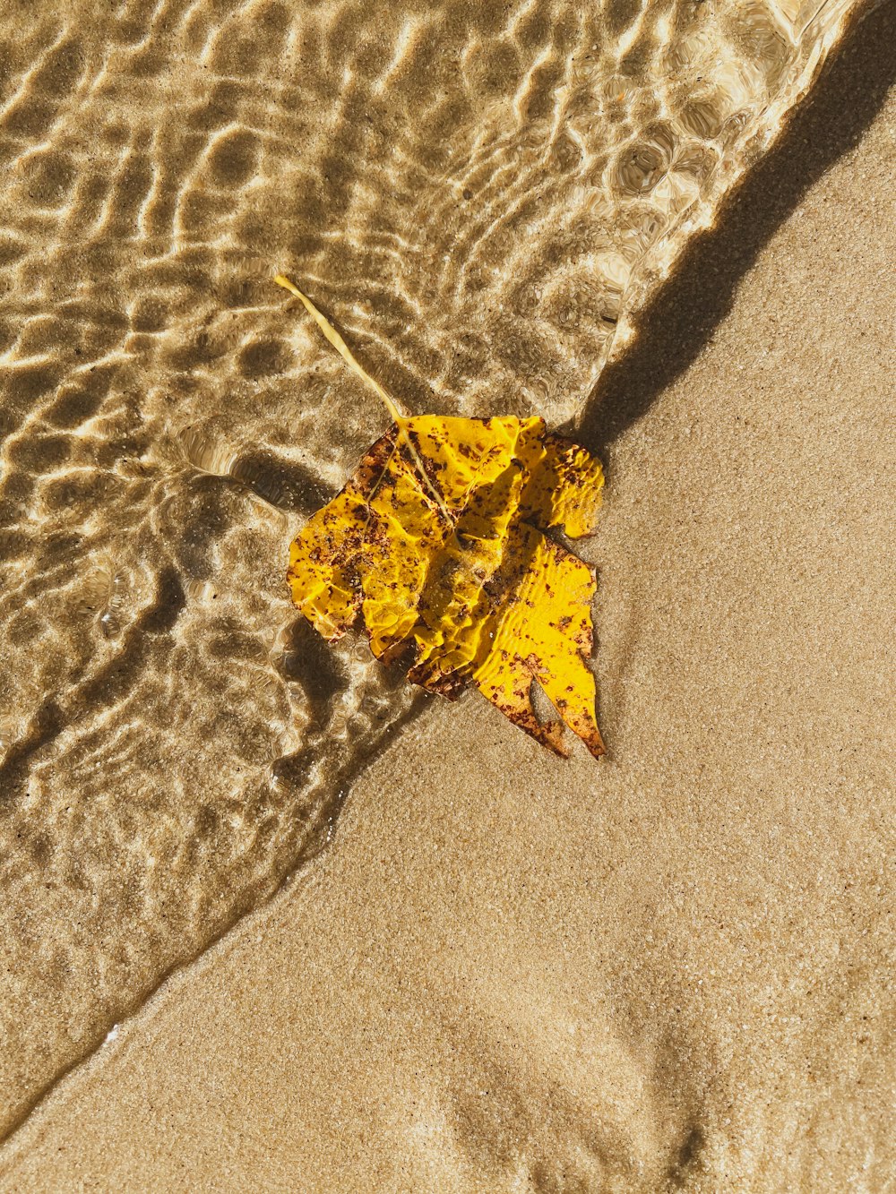 brown dried leaf on brown sand