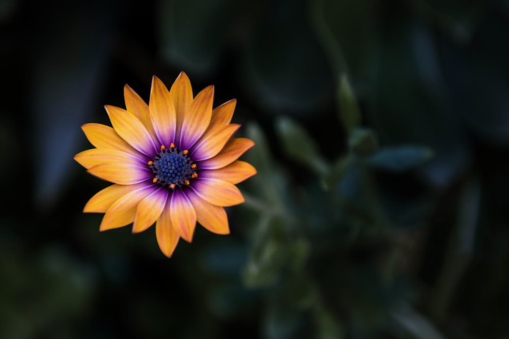 purple flower in tilt shift lens