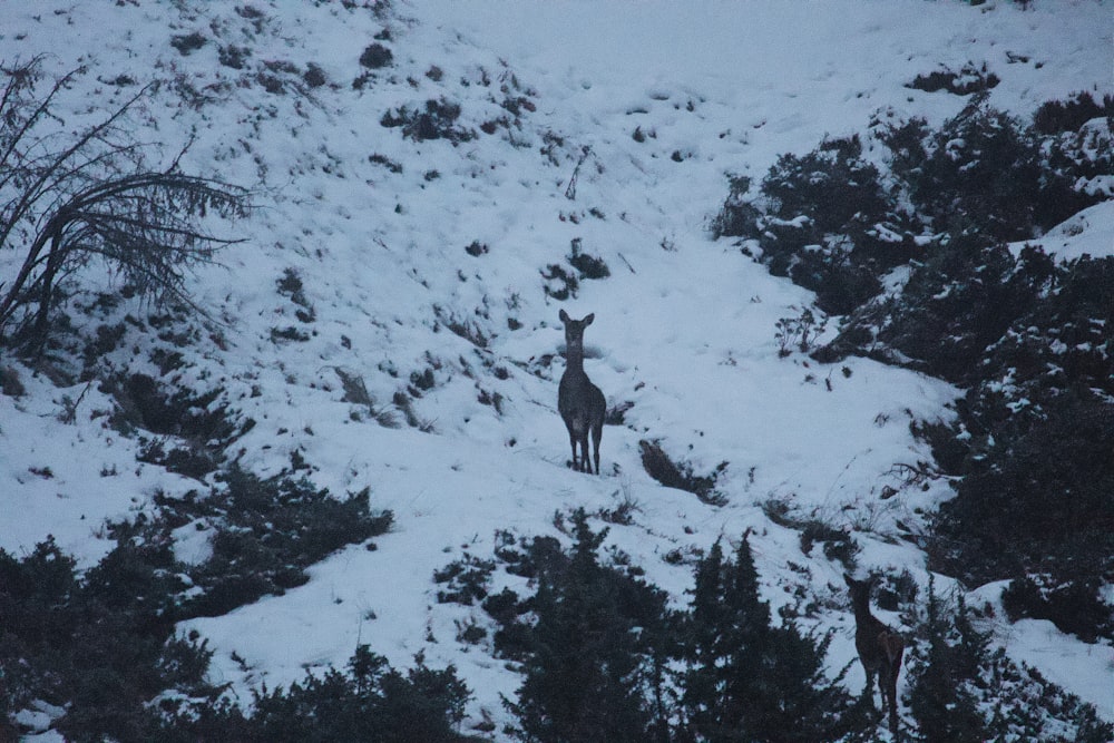 black deer on snow covered ground