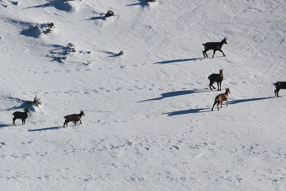group of black and brown dogs on snow covered ground during daytime