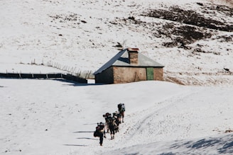 people walking on snow covered ground during daytime