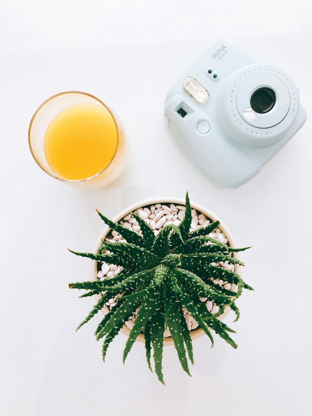 green plant beside white camera