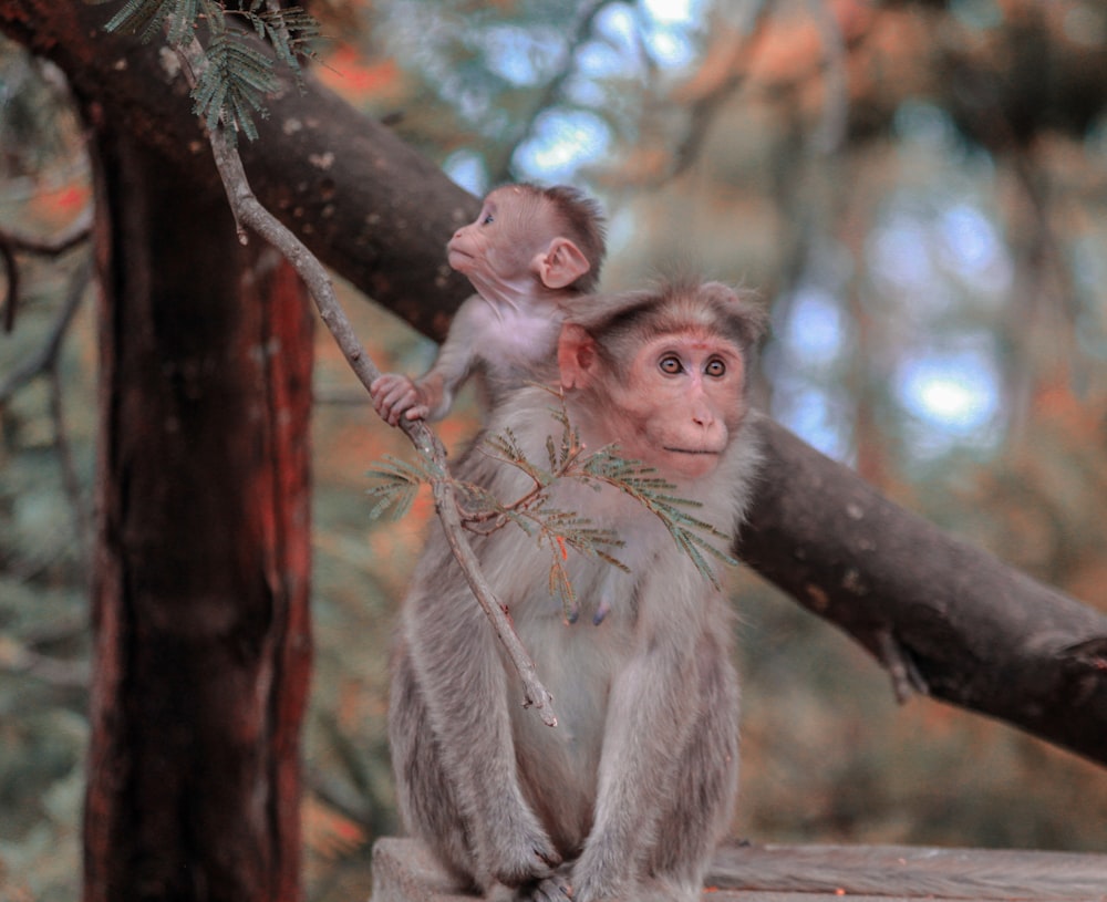 brown monkey on brown tree branch during daytime