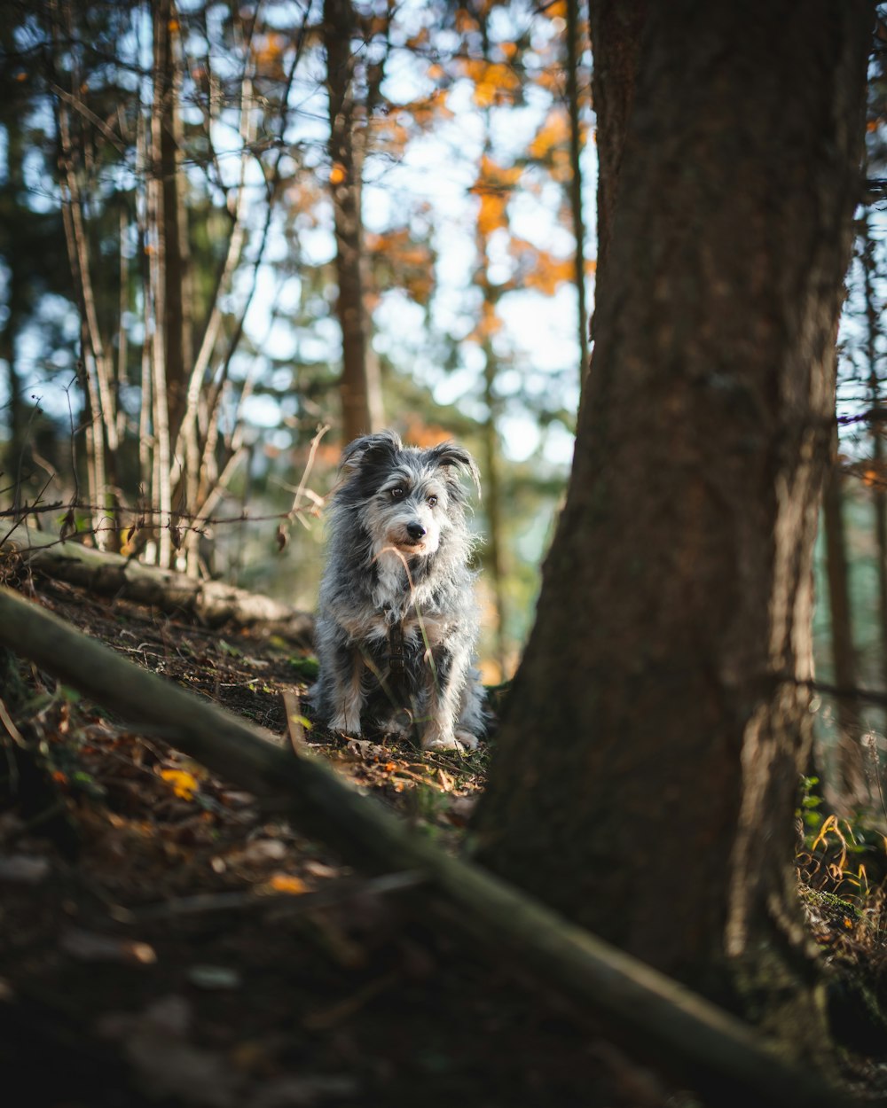 brown and white long coated dog on forest during daytime