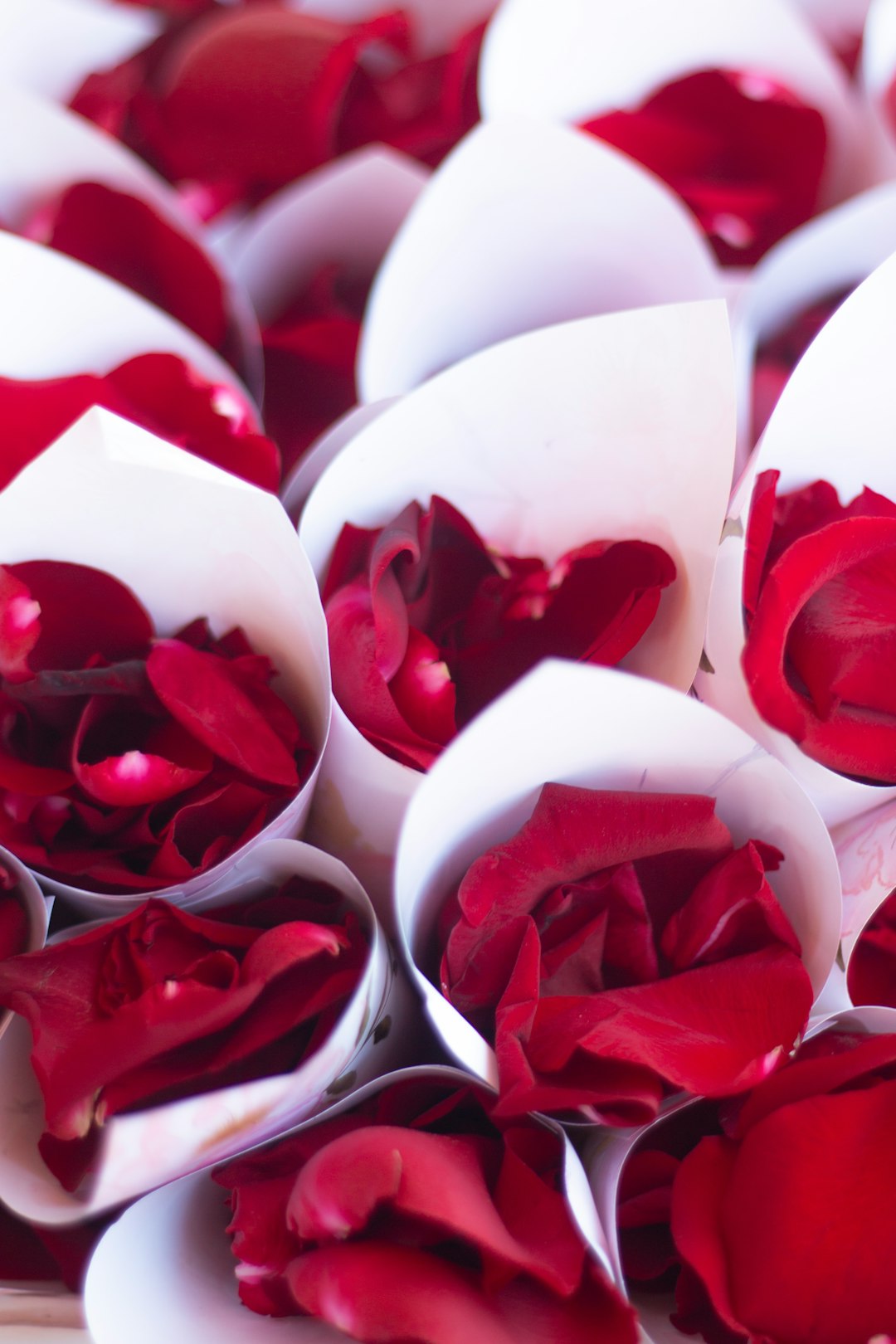 500+ Red And White Rose Pictures [HQ] | Download Free Images on Unsplash