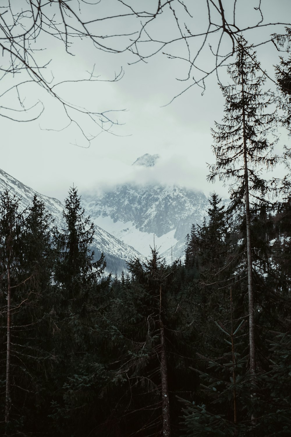 green trees near snow covered mountain during daytime