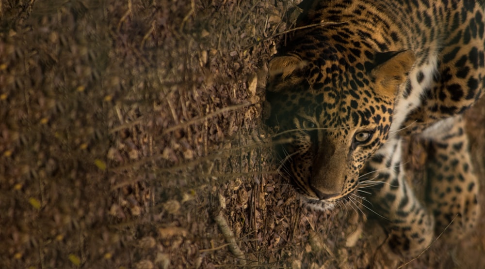 leopard lying on brown grass during daytime