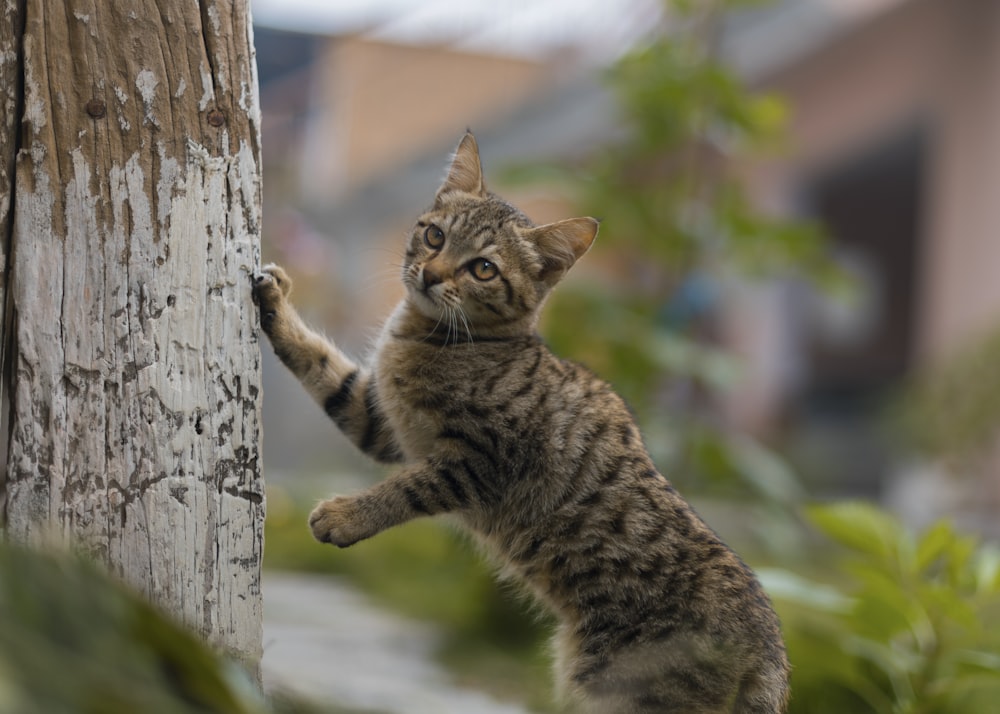 brown tabby cat on tree trunk