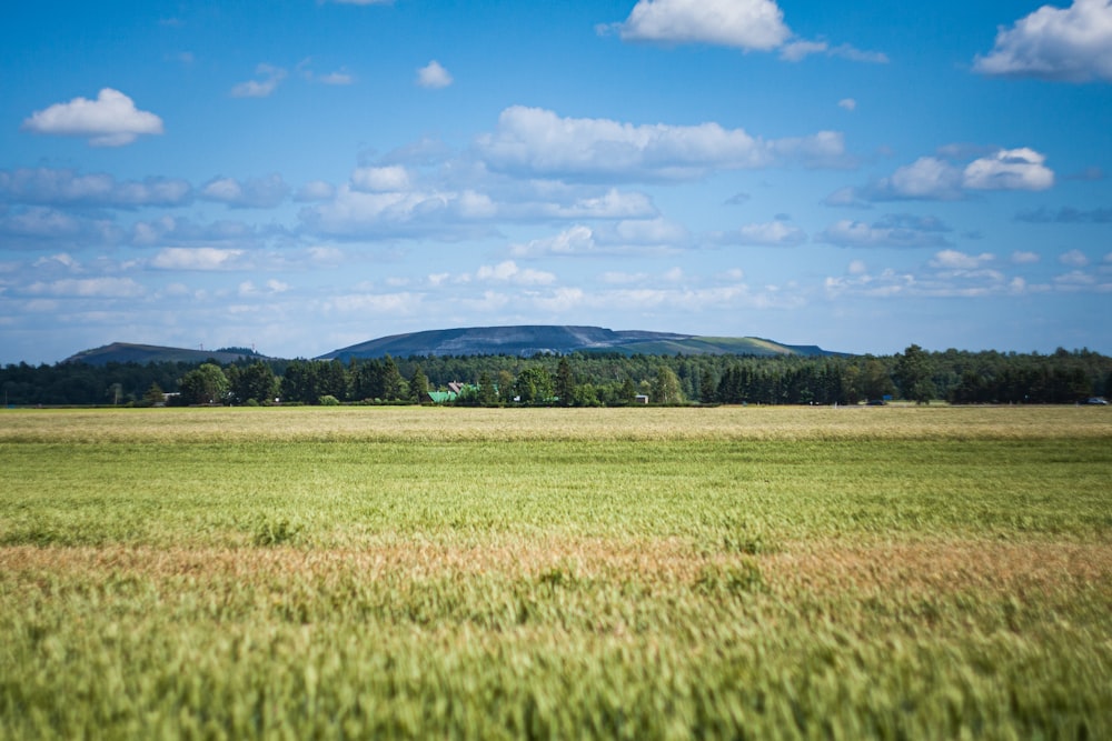 Campo de hierba verde bajo el cielo azul durante el día