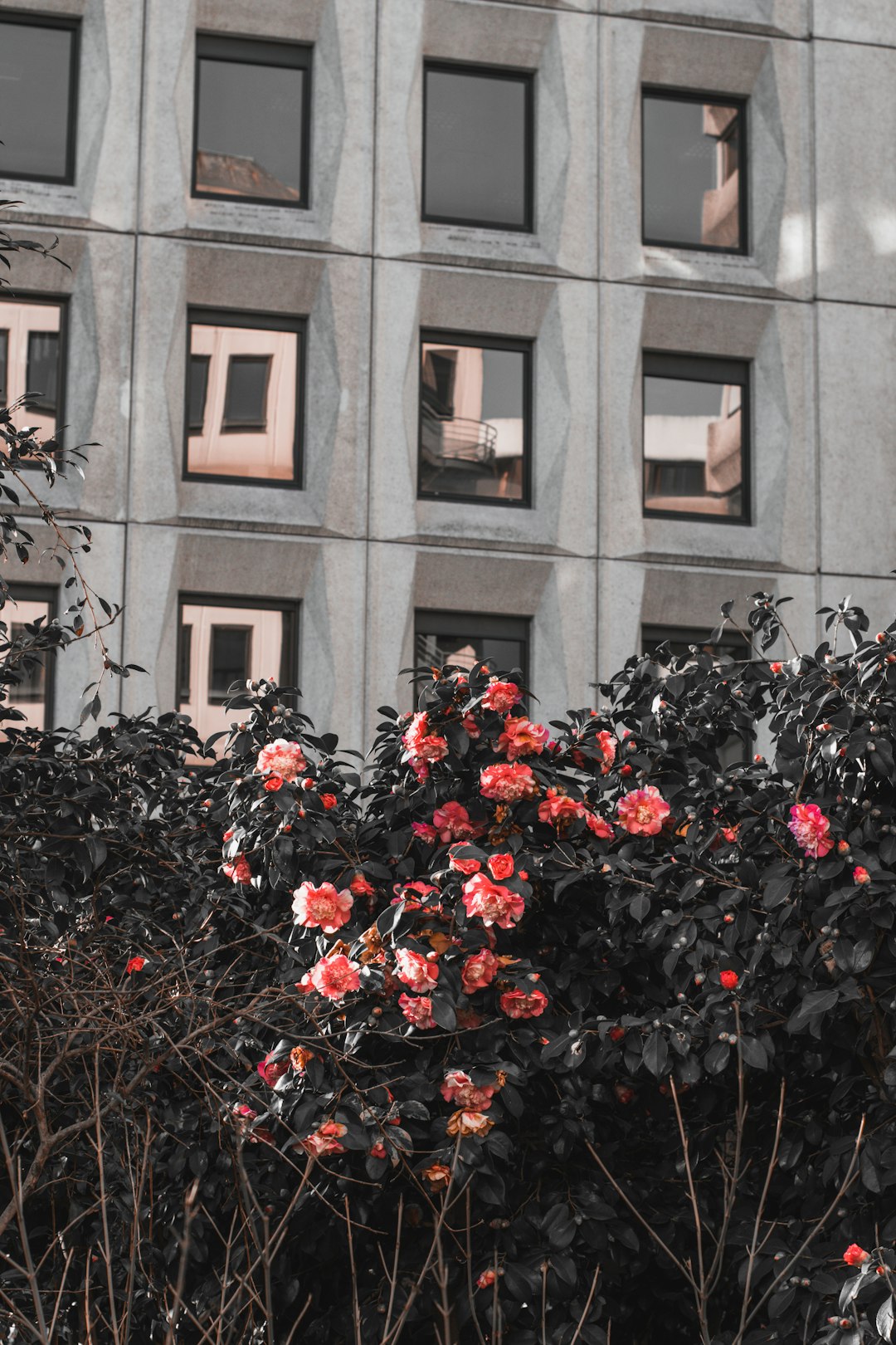 red flowers in front of brown concrete building