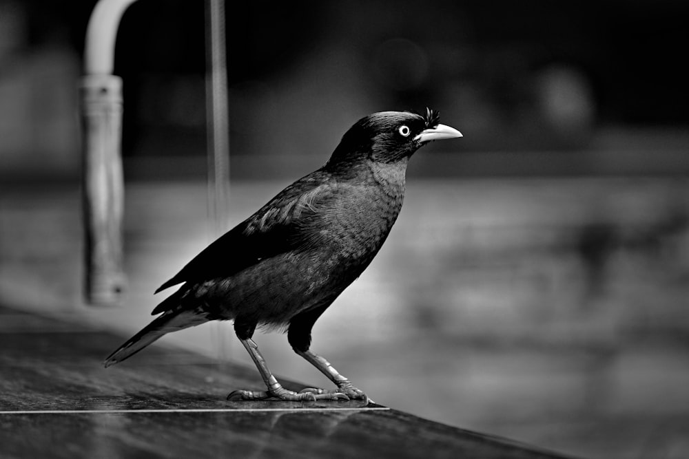 black crow on brown wooden table