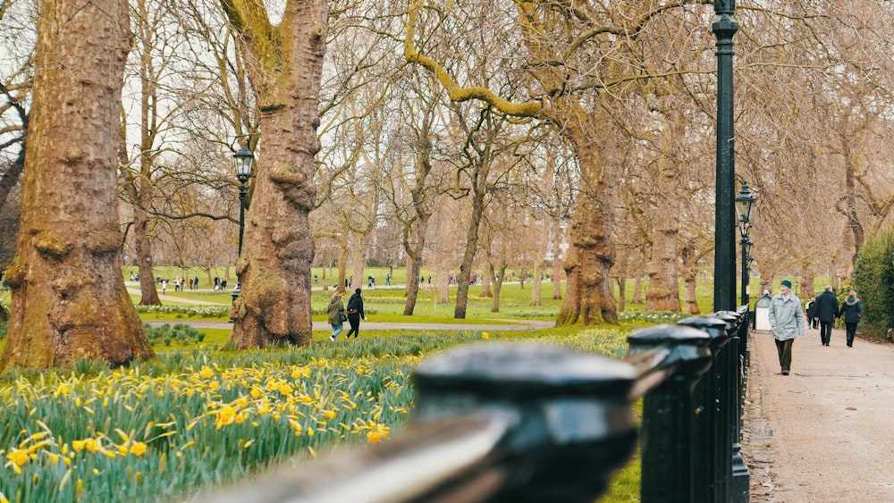 people walking on green grass field near brown trees during daytime