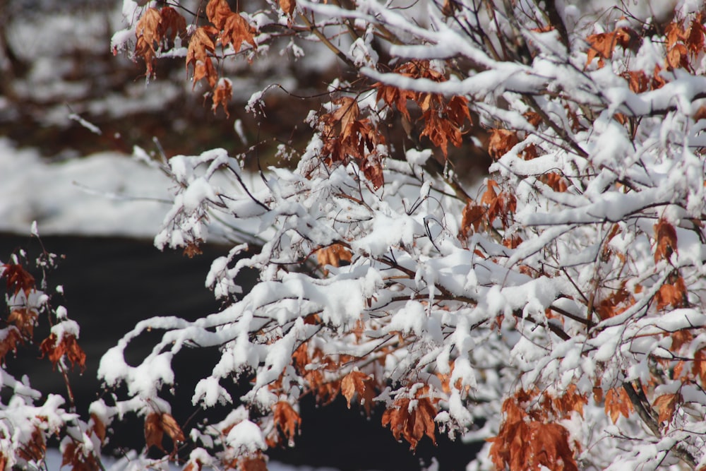 brown and white tree branches