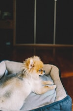 brown pomeranian puppy on brown textile