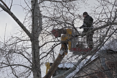 Two individuals are using a cherry picker to cut branches of a tall tree. Snow covers the tree branches and the ground, indicating a winter setting. The sky is overcast, and the individuals are wearing winter clothing.