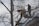 Two individuals are using a cherry picker to cut branches of a tall tree. Snow covers the tree branches and the ground, indicating a winter setting. The sky is overcast, and the individuals are wearing winter clothing.