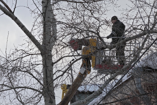 An arbor technician carefully trimming a large tree branch using insulated cutting tools from a controlled-height lift platform.