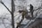 Two individuals are using a cherry picker to cut branches of a tall tree. Snow covers the tree branches and the ground, indicating a winter setting. The sky is overcast, and the individuals are wearing winter clothing.