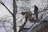 Two individuals are using a cherry picker to cut branches of a tall tree. Snow covers the tree branches and the ground, indicating a winter setting. The sky is overcast, and the individuals are wearing winter clothing.
