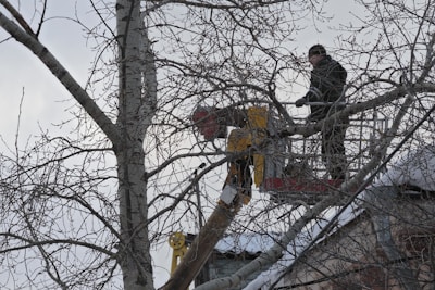 Two individuals are using a cherry picker to cut branches of a tall tree. Snow covers the tree branches and the ground, indicating a winter setting. The sky is overcast, and the individuals are wearing winter clothing.