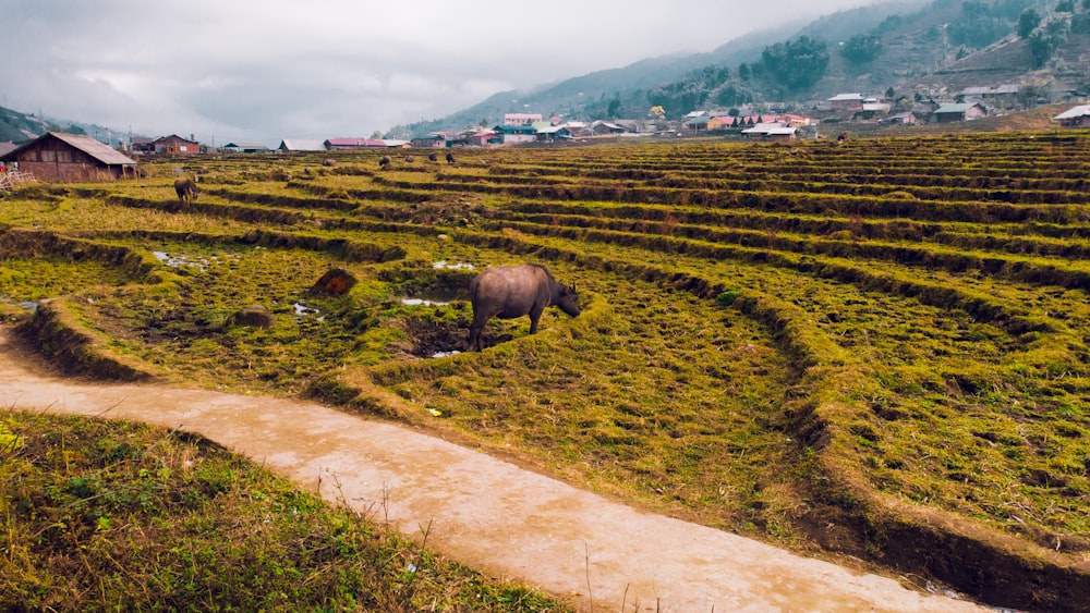 black elephant on green grass field during daytime