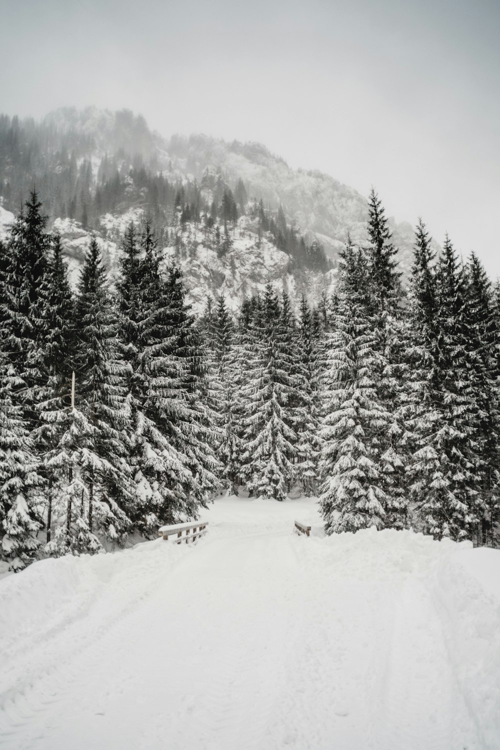 pini innevati durante il giorno