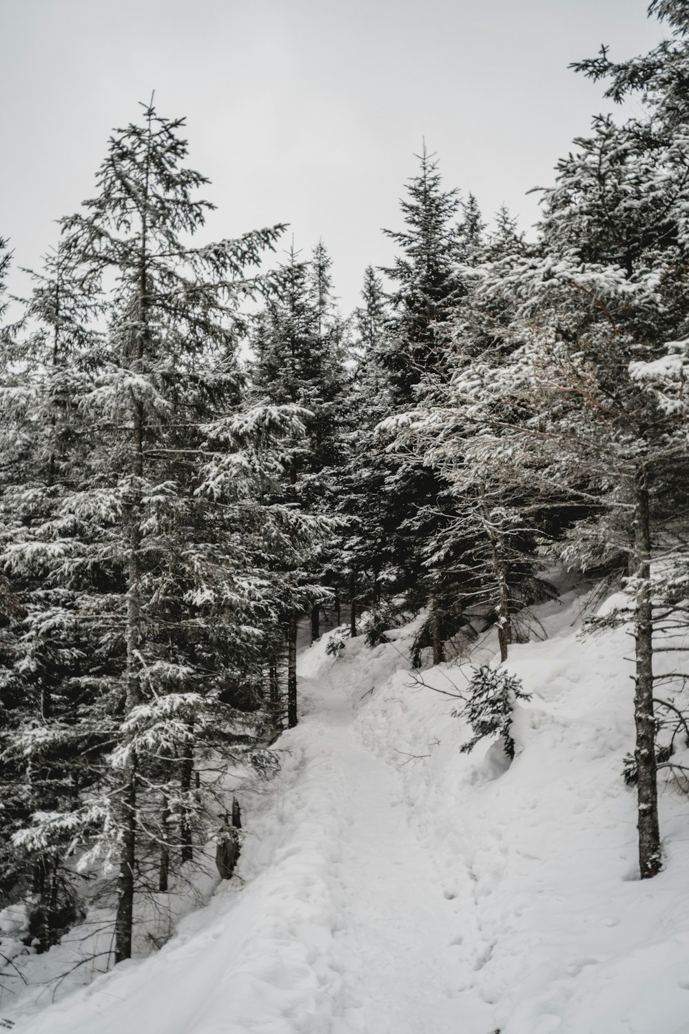 snow covered trees during daytime