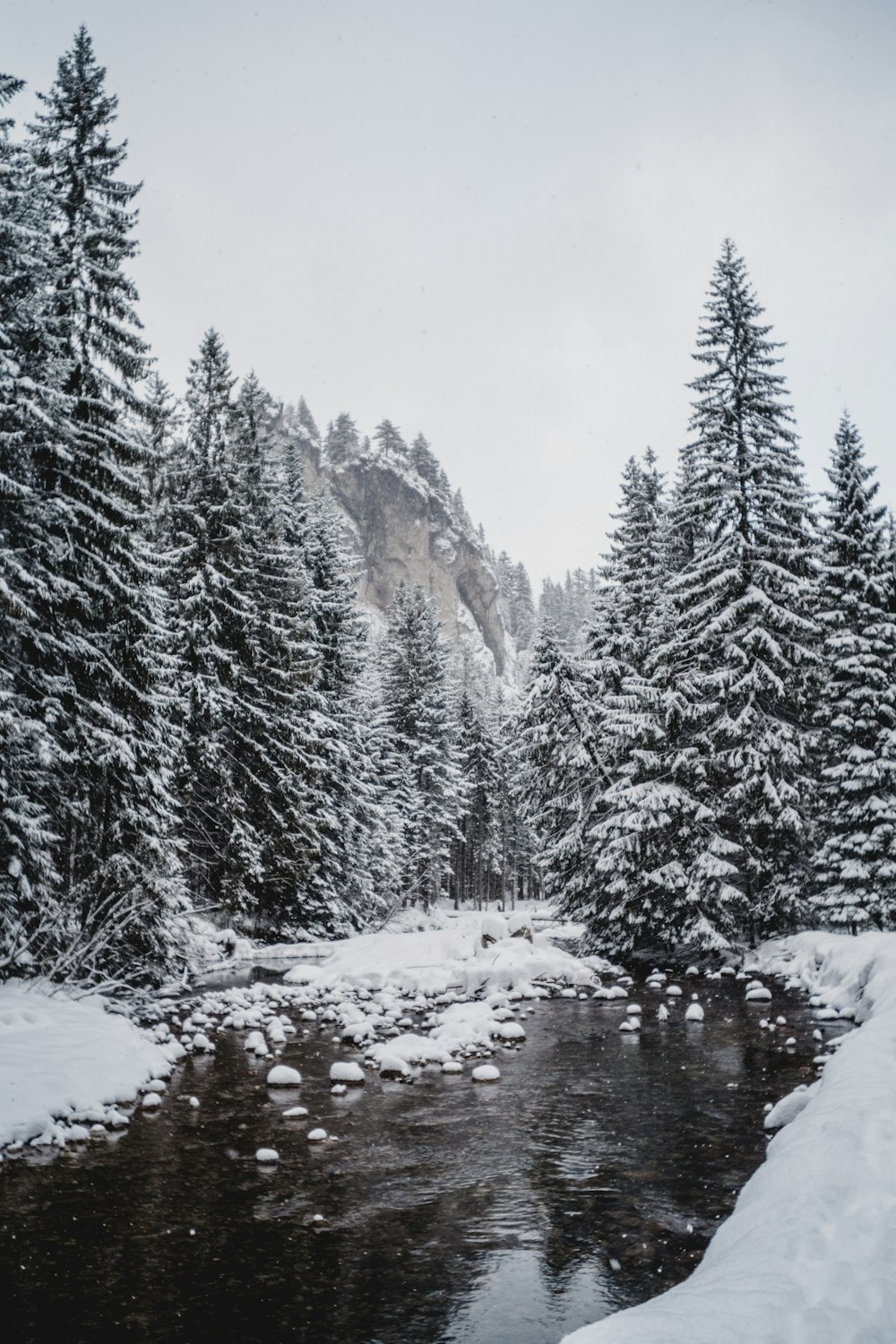 Grüne Kiefern, die tagsüber mit Schnee bedeckt sind