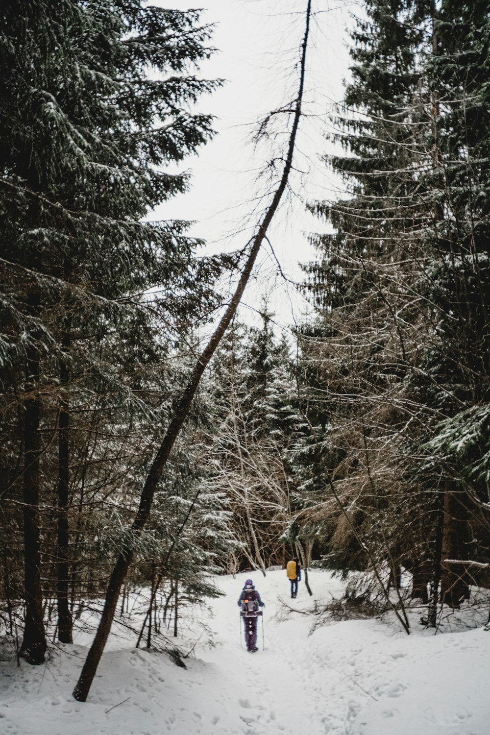 person in blue jacket and blue pants standing on snow covered ground surrounded by trees during