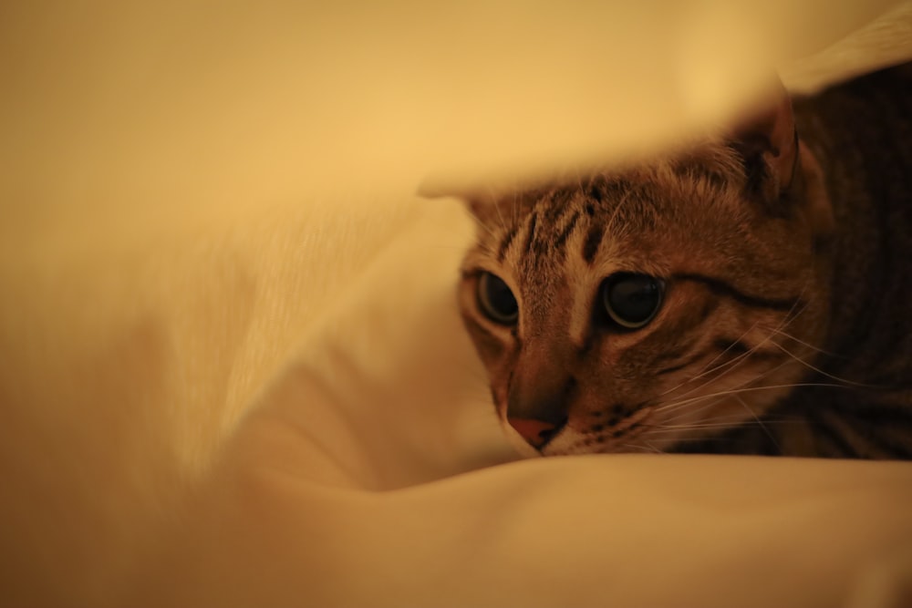 braun getigerte Katze auf weißem Textil