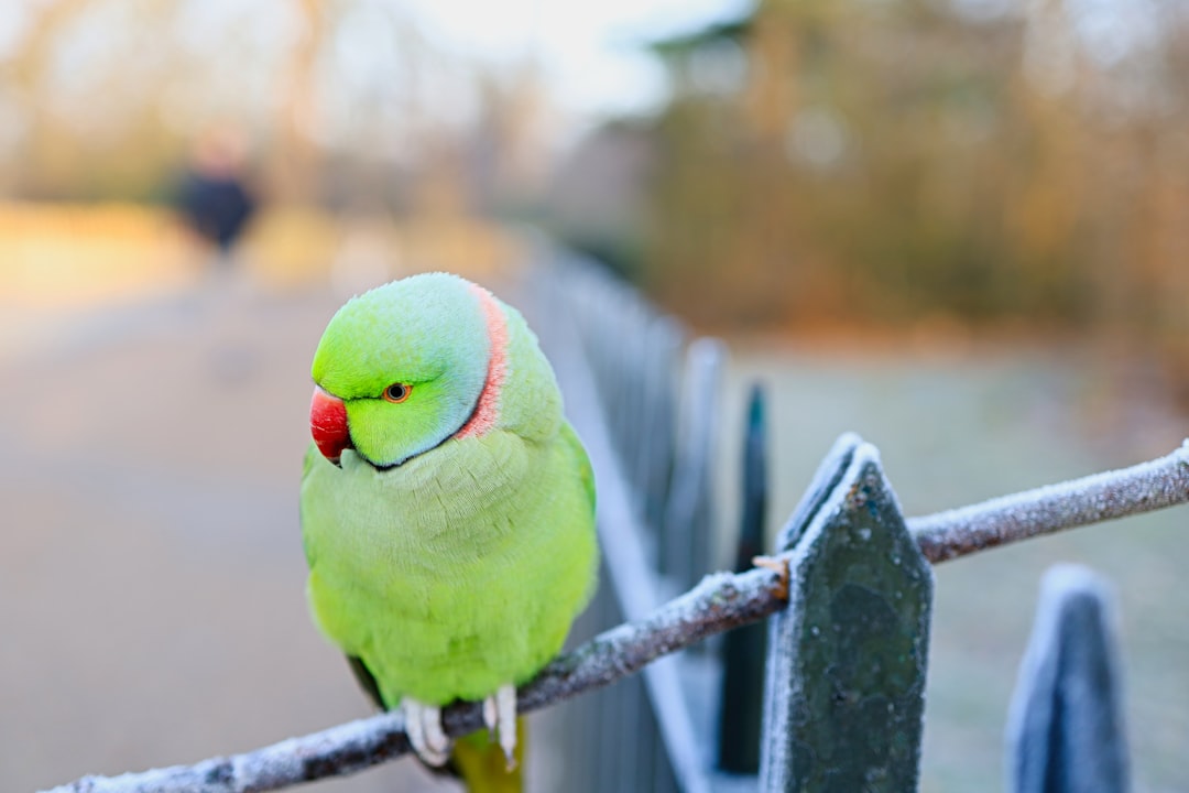 green and blue bird on gray metal fence during daytime