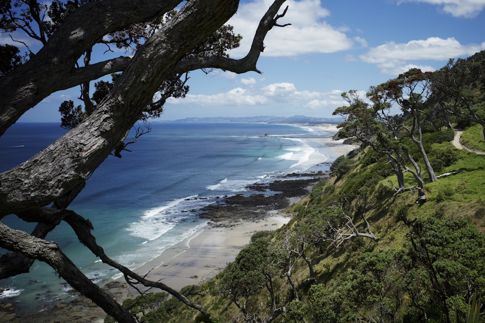 green trees near sea under blue sky during daytime