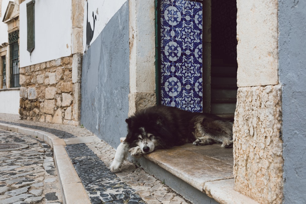 Perro blanco y negro de pelo largo tumbado en el suelo