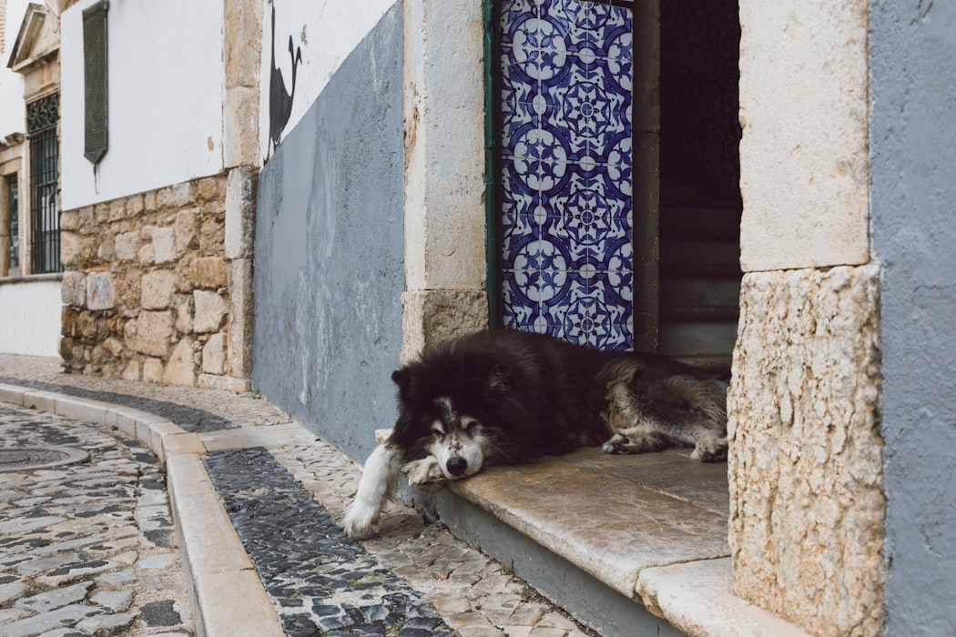 Dog resting at the villas of Faro