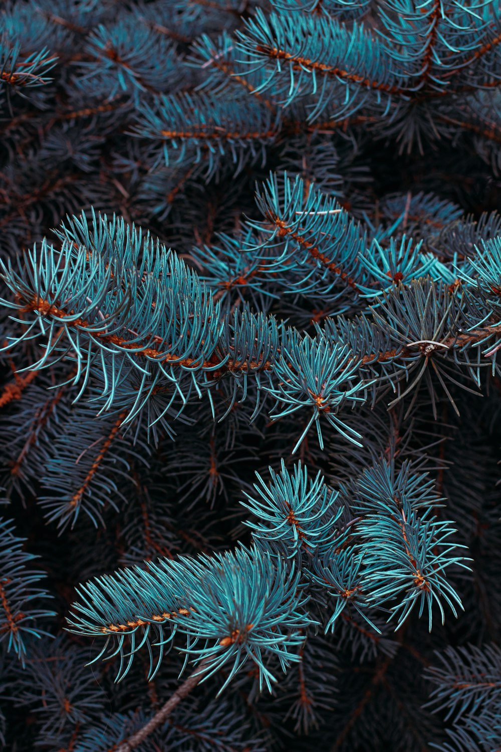 green pine tree in close up photography