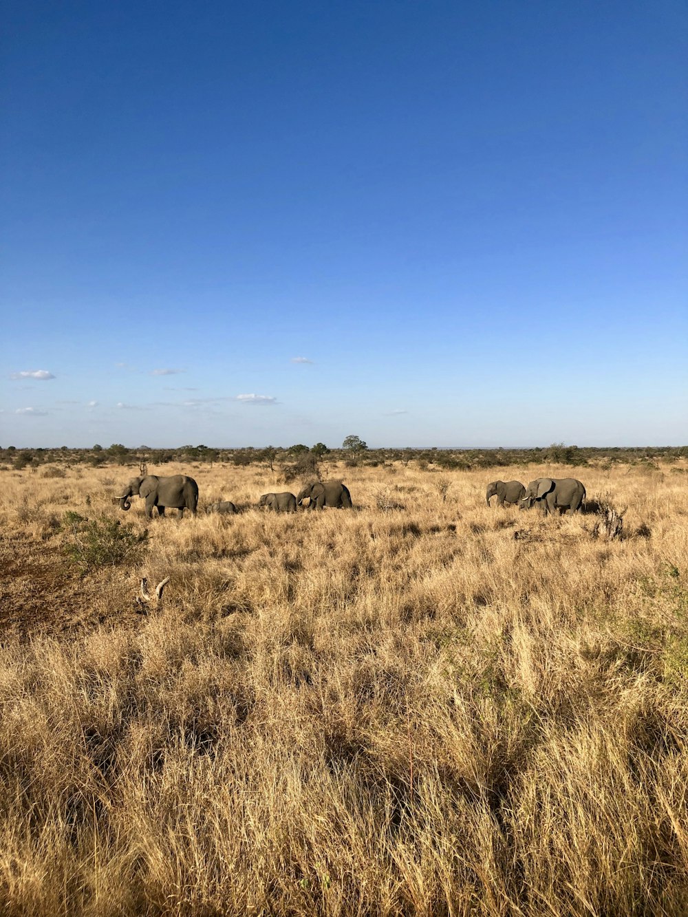 brown grass field under blue sky during daytime