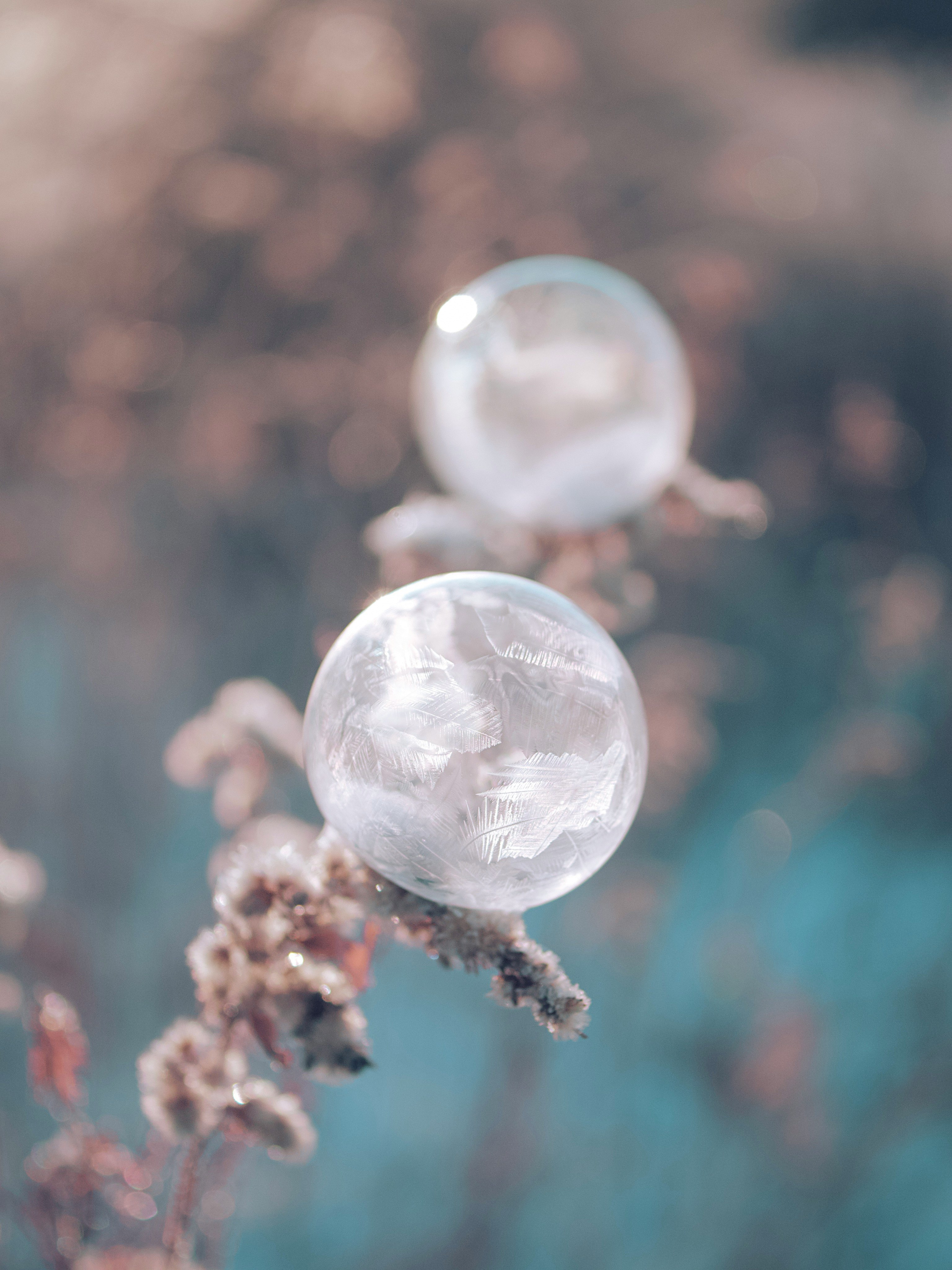 clear glass ball on brown plant