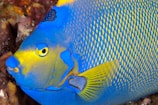 blue and yellow fish in water