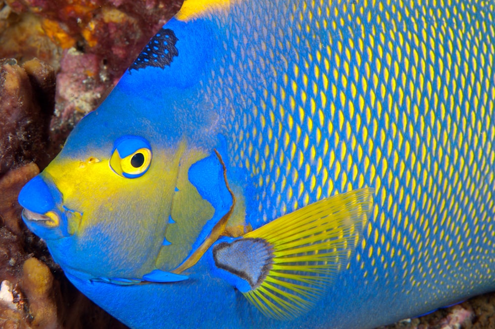 Peces azules y amarillos en el agua