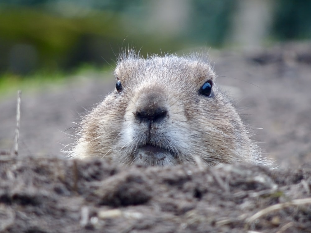 brown rodent on brown soil during daytime