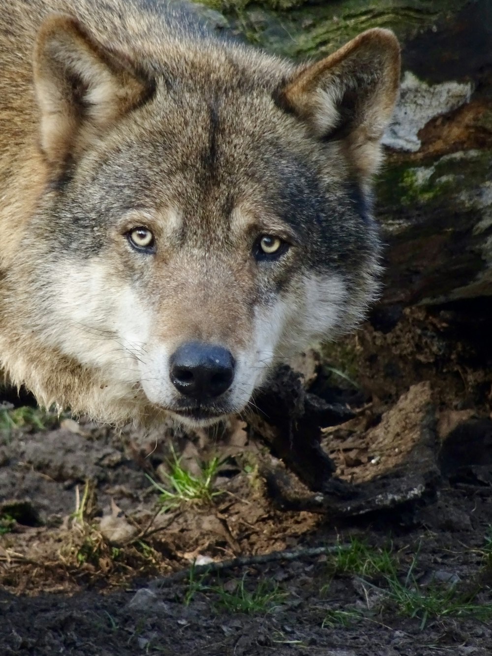 brown and black wolf on brown rock