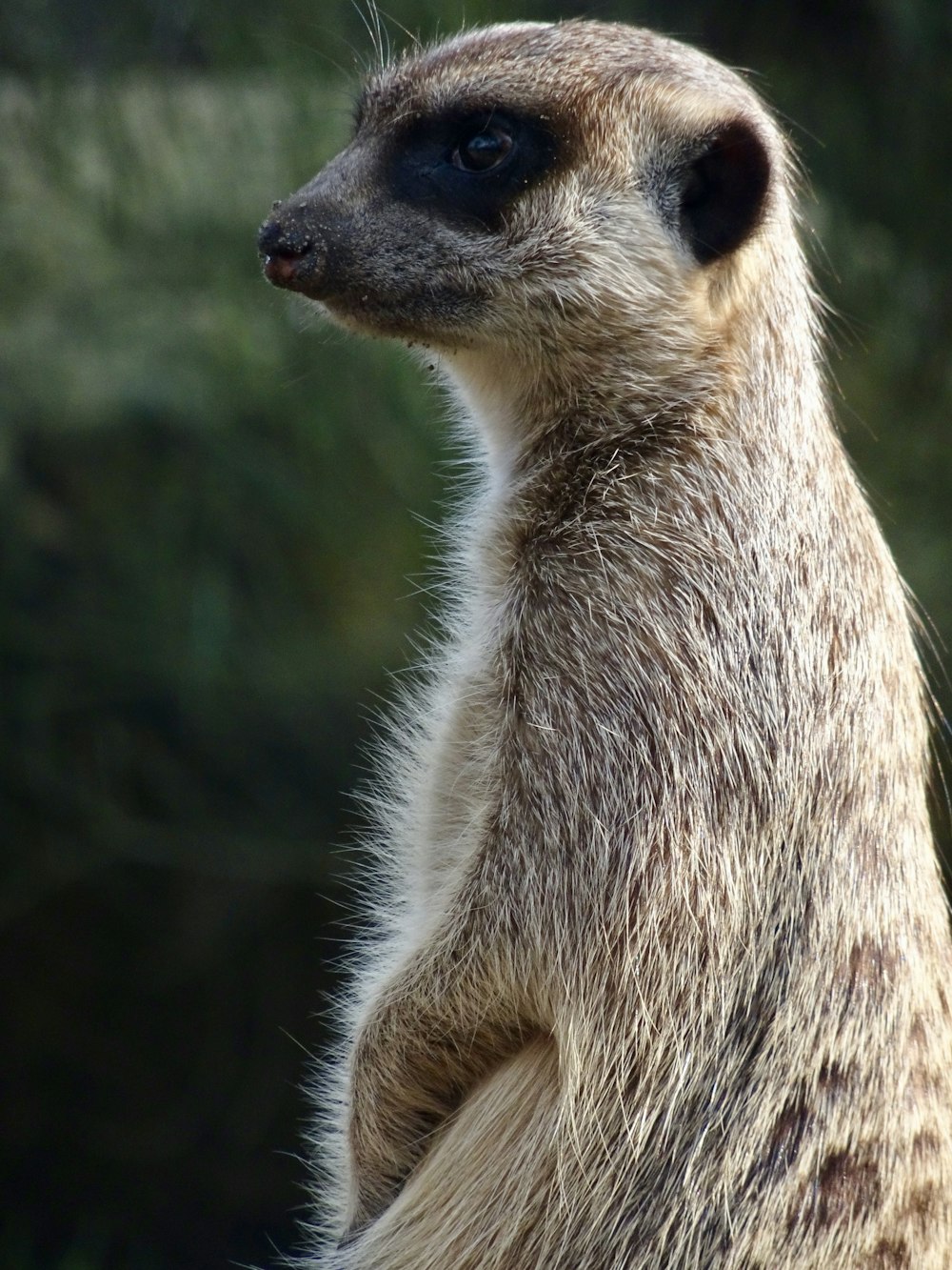 brown and white animal standing on green grass during daytime