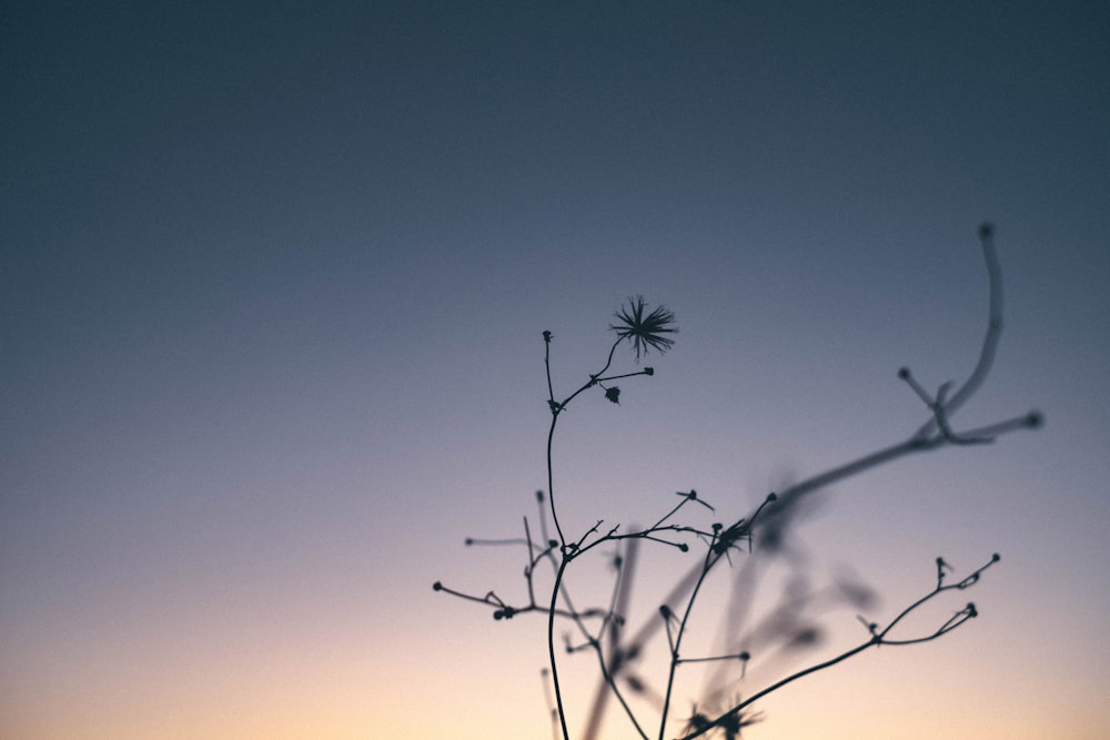 silhouette of plant during sunset